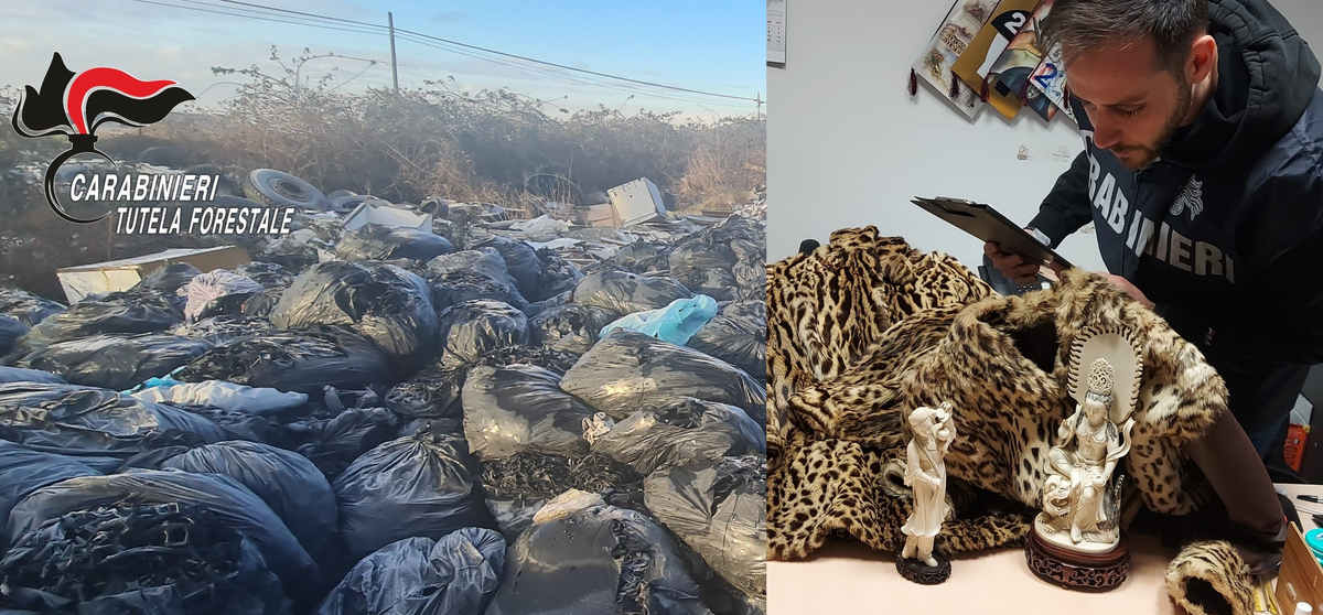 Controlli e denunce a tutela dell'ambiente, il bilancio del 2025 dei Carabinieri Forestale di Biella