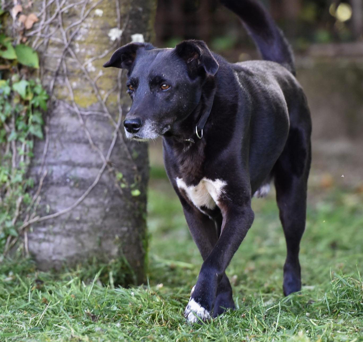 Pippi cerca casa, gliela troviamo?