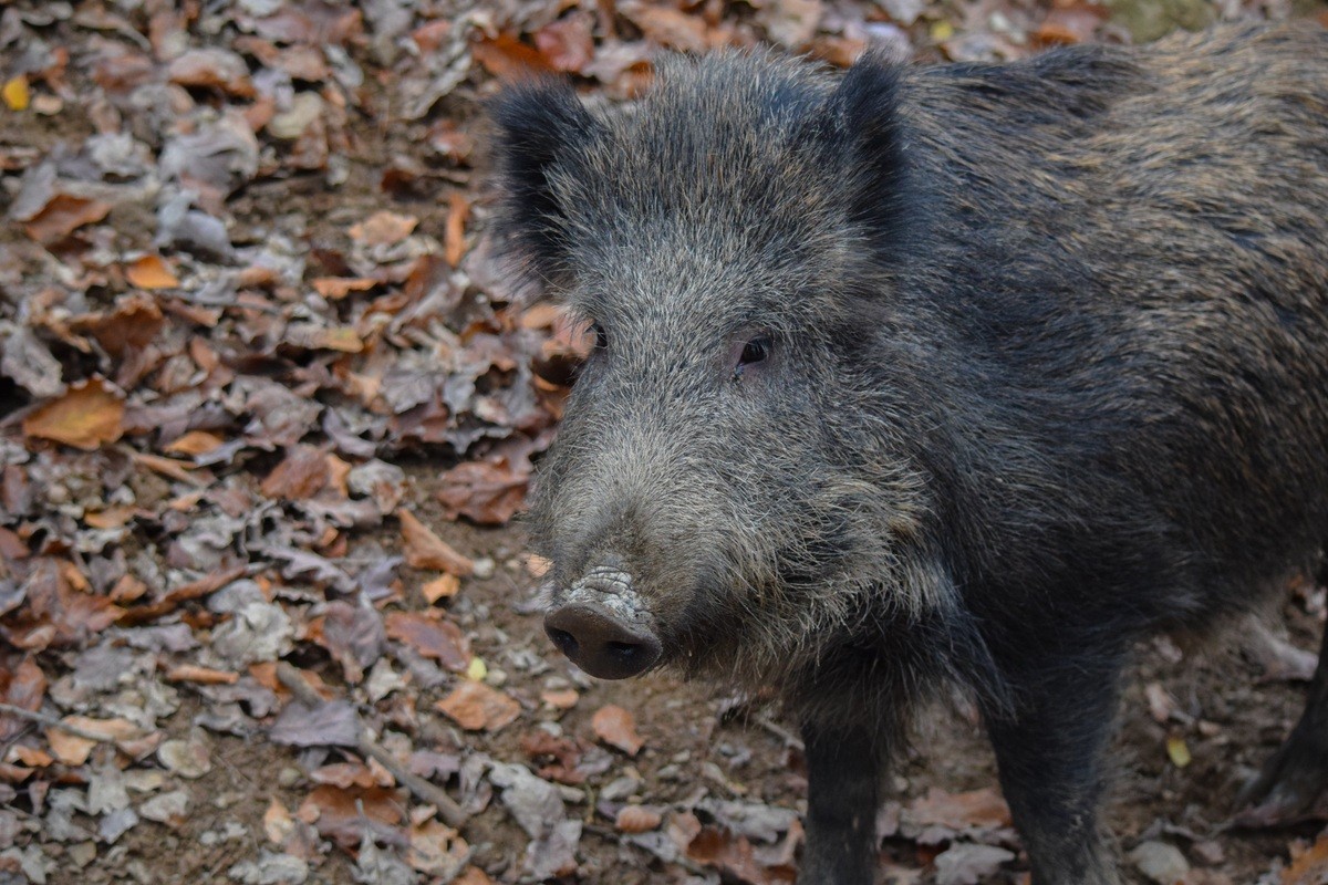 Peste suina africana, ordinanza del Piemonte per garantire le attività di contrasto