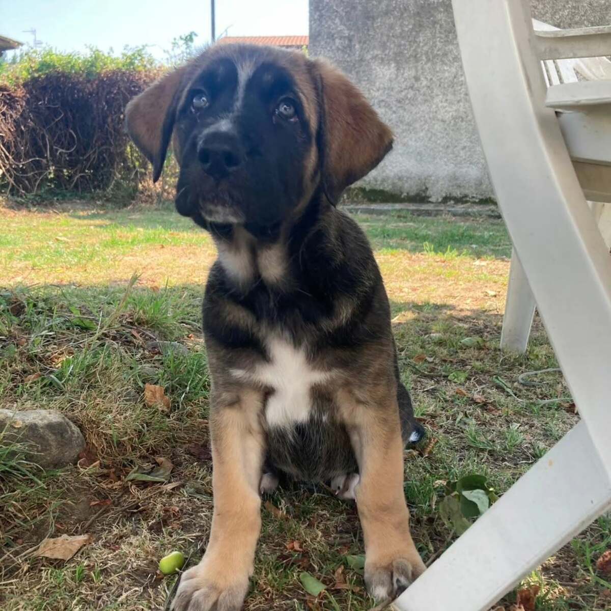 Ginger cerca casa: è l'ultima cucciola rimasta senza adozione FOTO