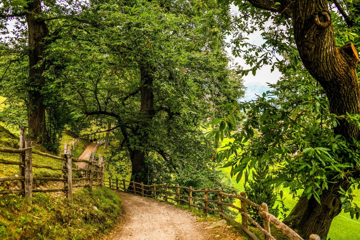 Castagneti, il Piemonte punta sulla gestione associata per valorizzare il patrimonio montano