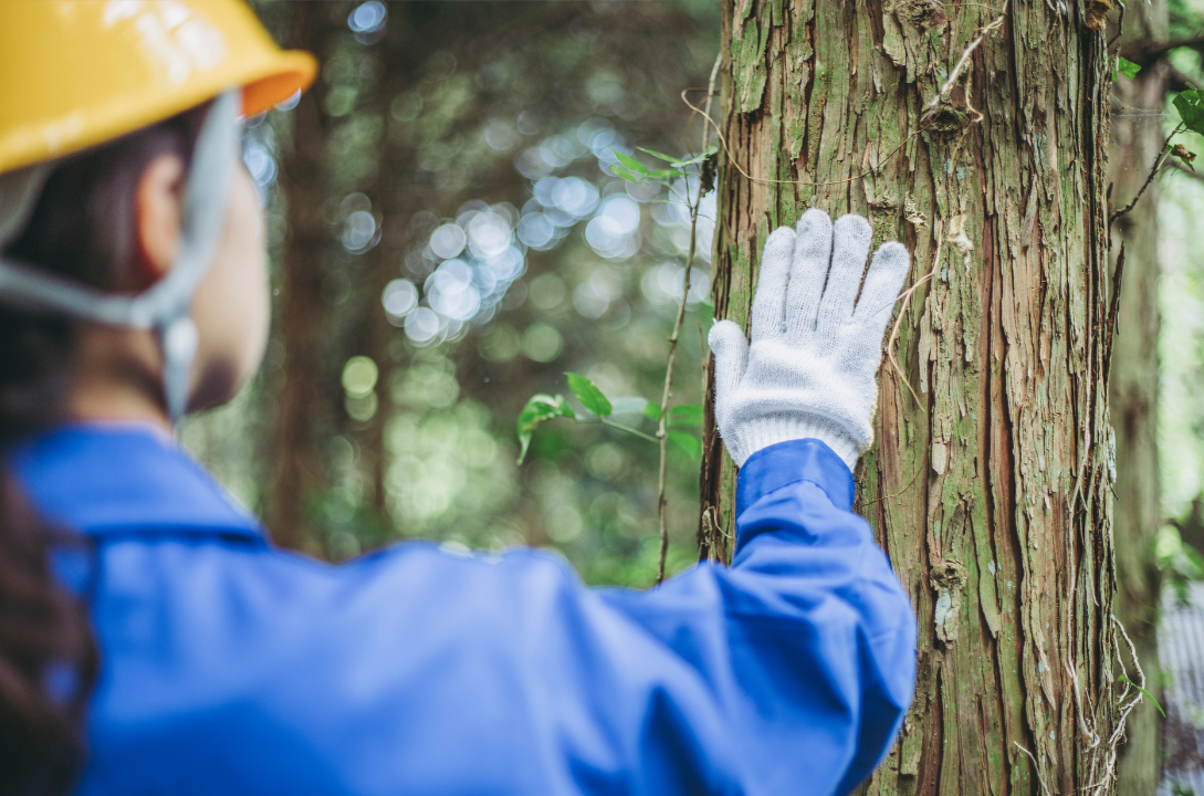 Più risorse per la filiera del legno piemontese: 6,6 milioni di euro per gli investimenti forestali