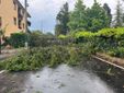 Maltempo a Biella, strada interrotta tra Barazzetto e Vandorno: cadono due alberi e tranciano i cavi elettrici