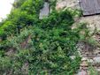 Riqualificazione del Parco del Brich: premiato l’impegno di associazioni e cittadini, le parole dei protagonisti - Foto di Renato Gibba Riqualificazione del Parco del Brich: premiato l’impegno di associazioni e cittadini, le parole dei protagonisti - Foto di Renato Gibba