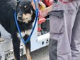 Sagliano: cane bloccato su una tettoia recuperato dai Vigili del Fuoco