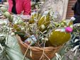 Salussola porta la panissa in Sicilia: un legame di memoria e amicizia con Isnello FOTO