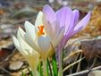 I "Crocus", primi segnali di primavera a Tollegno FOTO Paolo Rosazza Pela