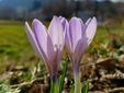 I "Crocus", primi segnali di primavera a Tollegno FOTO Paolo Rosazza Pela
