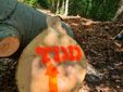 Trail della Diga, domenica 10 maggio la sfida tra sentieri e natura: oltre 250 iscritti