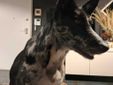 Cagnolina smarrita tra Candelo e Ponderano: aiutiamo Terry a tornare a casa!!! FOTO
