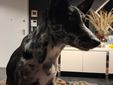 Cagnolina smarrita tra Candelo e Ponderano: aiutiamo Terry a tornare a casa!!! FOTO
