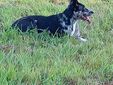 Cagnolina smarrita tra Candelo e Ponderano: aiutiamo Terry a tornare a casa!!! FOTO
