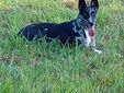 Cagnolina smarrita tra Candelo e Ponderano: aiutiamo Terry a tornare a casa!!! FOTO