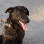 Cani alla catena, scattano multe e denunce: ecco cosa prevede la legge