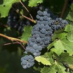 regione vigneti regione vigneti