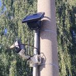 Sala: in arrivo 4 fototrappole contro l'abbandono dei rifiuti, foto archivio