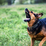 Cani aggressivi? La sicurezza è responsabilità del padrone: arriva il patentino per 27 razze Cani aggressivi? La sicurezza è responsabilità del padrone: arriva il patentino per 27 razze