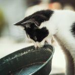 Sandigliano, sospetto veleno per gatto trovato in cortile Sandigliano, sospetto veleno per gatto trovato in cortile