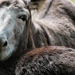 Valdilana: asino smarrito trovato, recupero fissato domani Valdilana: asino smarrito trovato, recupero fissato domani