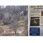 Quaregna Cerreto, maremmano rincorre escursionista. Il sindaco: "Prestate attenzione ai cartelli"