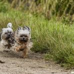 Salussola, spariscono due Chihuahua dal giardino: denunciato furto da 3mila euro, foto archivio
