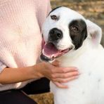 Appello del cuore: aiutiamo Conan? Soffre troppo in un box, non ce la fa