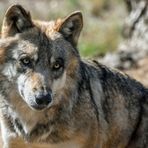 Il Piemonte conta circa 464 lupi, i dati dell'ultimo rapporto Il Piemonte conta circa 464 lupi, i dati dell'ultimo rapporto