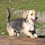 Ci sono tanti cani ma ci sono anche io Rocky! mi porti a casa con te?