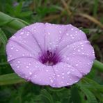 Poesia di Nicola Loi: voce sarda tra Sardegna e Biella