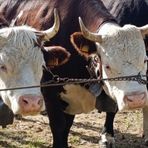 Fiera Zootecnica, a Valdilana una giornata tra allevamento e tradizione