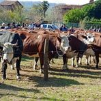 Valdilana, il 2 maggio torna la Fiera zootecnica della Brughiera