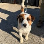 Trovato un cane al Parco Burcina, a chi appartiene?