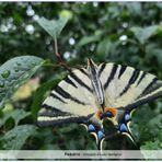 Podalirio - immagine di Lucio Bordignon