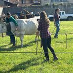 Pasquetta a Ponderano: la Fiera Zootecnica torna protagonista tra tradizione, animali e stand (servizio di Massimo Giacobbe)