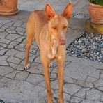 L'elegante Marta cerca casa, l'aiutiamo a trovarne una?