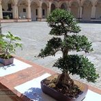 Cavaglià, mostra di bonsai a Villa Salino (foto di repertorio)