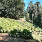 Passeggiata a sei zampe in Burcina (foto di repertorio)