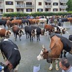 Torna a Pralungo il Raduno Zootecnico (foto di repertorio)