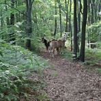 Cavalli avvistati in Burcina: di chi sono?
