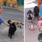 Biellese, gatti abbandonati e colonie feline: “Sterilizzare per ridurre la sofferenza" - Foto Alessandro Argentero Biellese, gatti abbandonati e colonie feline: “Sterilizzare per ridurre la sofferenza" - Foto Alessandro Argentero