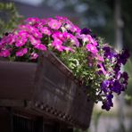 Gaglianico punta a diventare il “Borgo dei Fiori”