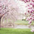 Fiori e piante, la natura riscoperta dai giovani di Cavaglià (foto di repertorio)