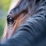 Intrappolato nel fango, salvato un cavallo al Tracciolino (foto di repertorio)
