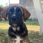 Ginger cerca casa: è l'ultima cucciola rimasta senza adozione