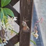 Conoscete la sfinge colibrì? Il lepidottero che resta sospeso davanti ai fiori VIDEO