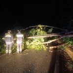 Maltempo, forti raffiche di vento in serata: piante a terra e strade interrotte (foto di repertorio)