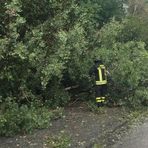Maltempo, in Valle Elvo tre piante sulla strada: passante allerta i Vigili del Fuoco (foto di repertorio)