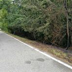 Sfalci a fuoco a Tollegno vicino al bosco, intervento tempestivo dei Vigili del Fuoco, foto archivio Sfalci a fuoco a Tollegno vicino al bosco, intervento tempestivo dei Vigili del Fuoco, foto archivio