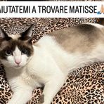 Gaglianico, appello per ritrovare Matisse scomparso da tre giorni Gaglianico, appello per ritrovare Matisse scomparso da tre giorni