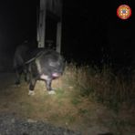 Dal Nord Ovest - Troppo stanco per camminare: cane di 50 chili tratto in salvo a Balme